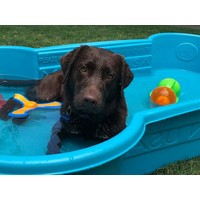 One Dog One Bone! Heavy Duty Pet Pools! logo, One Dog One Bone! Heavy Duty Pet Pools! contact details