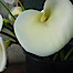 Calvert's Wholesale Flower Exchange logo, Calvert's Wholesale Flower Exchange contact details