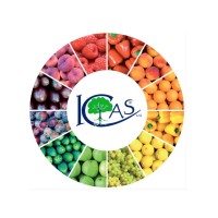 ICAS International srl logo, ICAS International srl contact details