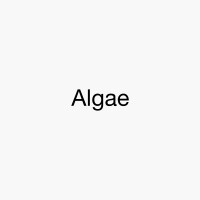 Algae logo, Algae contact details