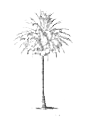 Southern Palmetto Landscapes logo, Southern Palmetto Landscapes contact details