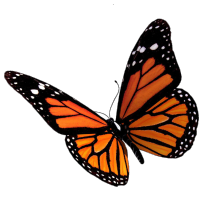 Orange Butterfly logo, Orange Butterfly contact details