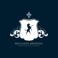 Brillante Breeding Equine Sales logo, Brillante Breeding Equine Sales contact details