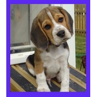 Beagles at Windy Acres® NC, USA logo, Beagles at Windy Acres® NC, USA contact details