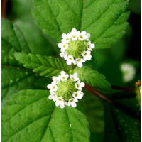 Stevia Farm Egypt logo, Stevia Farm Egypt contact details