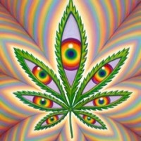 Higher Vision Cannabis Company logo, Higher Vision Cannabis Company contact details