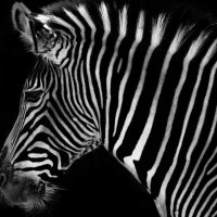 Black Zebra Charity logo, Black Zebra Charity contact details