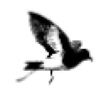 Storm Petrel, LLC logo, Storm Petrel, LLC contact details