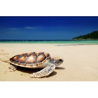 Burnin Turtle Travel logo, Burnin Turtle Travel contact details