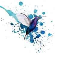 Hummingbird Designs Inc. logo, Hummingbird Designs Inc. contact details