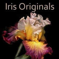 Iris Originals logo, Iris Originals contact details