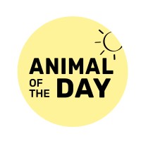 Animal of the Day logo, Animal of the Day contact details