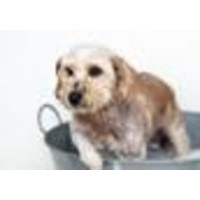 Barking Lot Pet Grooming logo, Barking Lot Pet Grooming contact details