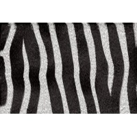 Zebra Invoices logo, Zebra Invoices contact details