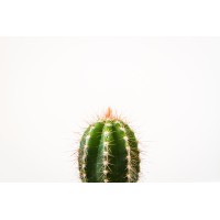 CactusAndCandles logo, CactusAndCandles contact details