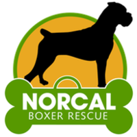 NORCAL BOXER RESCUE logo, NORCAL BOXER RESCUE contact details