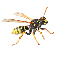 Eboni Pest Control logo, Eboni Pest Control contact details