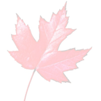 Red Leaf Editing logo, Red Leaf Editing contact details