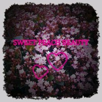 Sweet Peach Beauty logo, Sweet Peach Beauty contact details