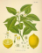 Bon Lemon, LLC logo, Bon Lemon, LLC contact details