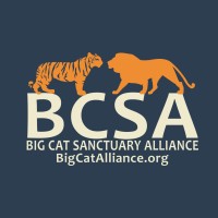 Big Cat Sanctuary Alliance logo, Big Cat Sanctuary Alliance contact details