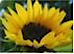 Fleur De Franz, Inc logo, Fleur De Franz, Inc contact details