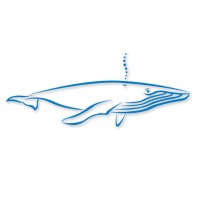 Bluewhale Studios, Inc. logo, Bluewhale Studios, Inc. contact details