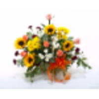 Bloomtown Florist logo, Bloomtown Florist contact details