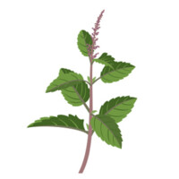 Tulsi Capital logo, Tulsi Capital contact details