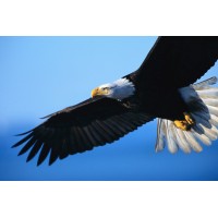 Eagles Soar High Coaching logo, Eagles Soar High Coaching contact details