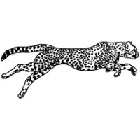 Cheetah Reports logo, Cheetah Reports contact details