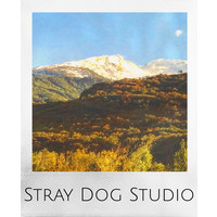 Stray Dog Studio logo, Stray Dog Studio contact details