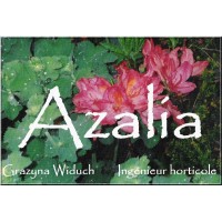 Azalia logo, Azalia contact details