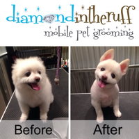 Diamond in the Ruff Mobile Pet Grooming logo, Diamond in the Ruff Mobile Pet Grooming contact details