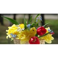 Florist in Kanpur logo, Florist in Kanpur contact details