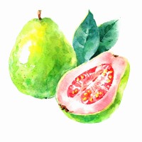 A Fat Guava, LLC logo, A Fat Guava, LLC contact details