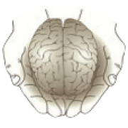 Institute of Functional Neuroscience logo, Institute of Functional Neuroscience contact details