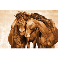 The Wild Horses of Sable Island Gallery logo, The Wild Horses of Sable Island Gallery contact details