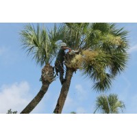 Tree Service Phoenix logo, Tree Service Phoenix contact details