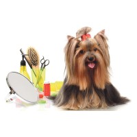 Puppy Love Grooming logo, Puppy Love Grooming contact details