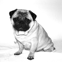 pursesandpugs logo, pursesandpugs contact details