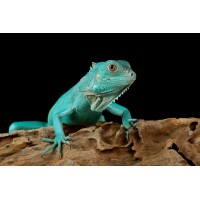 Blue Iguana Technology Staffing Services logo, Blue Iguana Technology Staffing Services contact details