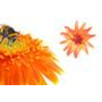 Hurst Florist logo, Hurst Florist contact details