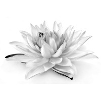 Snow Lotus - Institute for Mindfulness logo, Snow Lotus - Institute for Mindfulness contact details