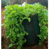 Vertical Sack Farming Kenya logo, Vertical Sack Farming Kenya contact details