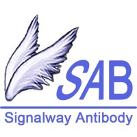 Signalway Antibody logo, Signalway Antibody contact details