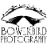 Bowerbird Photography logo, Bowerbird Photography contact details