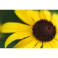 The Sunflower logo, The Sunflower contact details