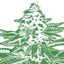 Go Farm Hemp logo, Go Farm Hemp contact details