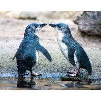 Blue Penguins - Relationship Assistant logo, Blue Penguins - Relationship Assistant contact details